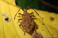 Coreus marginatus