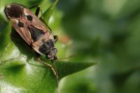 Rhyparochromus vulgaris