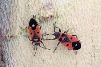 Melanocoryphus albomaculatus