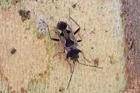 Rhyparochromus vulgaris