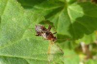 Rhopalus subrufus