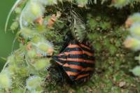 Graphosoma italicum
