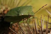 Nezara viridula