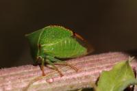 Stictocephala alta