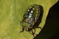 Nezara viridula