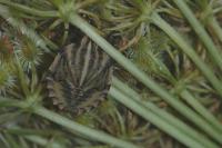 Graphosoma italicum