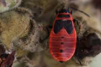 Pyrrhocoris apterus