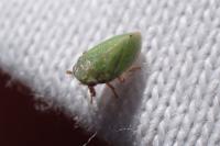 Tettigometra virescens