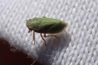 Tettigometra virescens