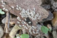 Corythucha ciliata