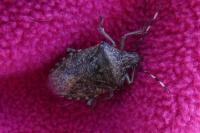 Rhaphigaster nebulosa