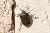 Rhaphigaster nebulosa