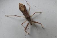 Gonocerus acuteangulatus