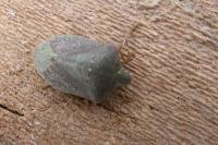 Nezara viridula