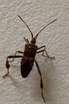 Leptoglossus occidentalis