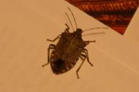 Halyomorpha halys