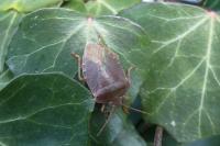Palomena prasina