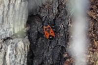 Melanocoryphus albomaculatus