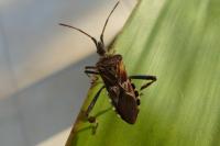 Leptoglossus occidentalis