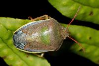 Piezodorus lituratus