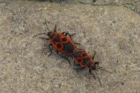 Pyrrhocoris apterus