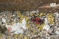 Pyrrhocoris apterus