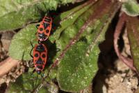 Pyrrhocoris apterus