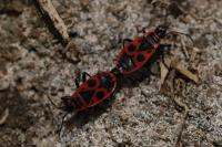 Pyrrhocoris apterus