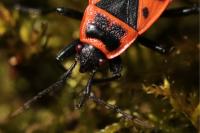 Pyrrhocoris apterus