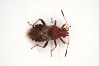 Rhopalus subrufus