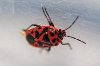 Eurydema ornata