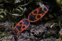 Pyrrhocoris apterus