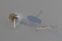Hesperocorixa sahlbergi