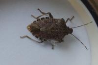Halyomorpha halys