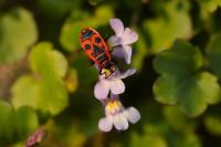 Pyrrhocoris apterus