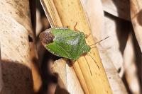 Palomena prasina