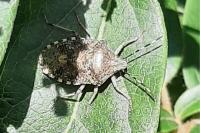 Rhaphigaster nebulosa