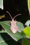 Coreus marginatus