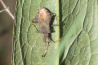 Coreus marginatus