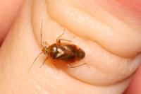 Lygus pratensis