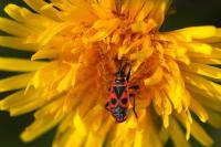 Pyrrhocoris apterus
