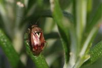 Lygus pratensis