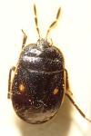 Adomerus biguttatus