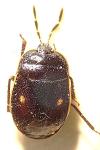 Adomerus biguttatus