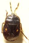 Adomerus biguttatus