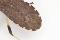 Dicranocephalus medius