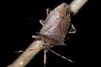 Picromerus nigridens
