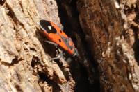 Melanocoryphus albomaculatus