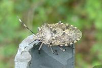 Rhaphigaster nebulosa