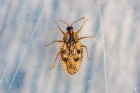 Dictyla humuli